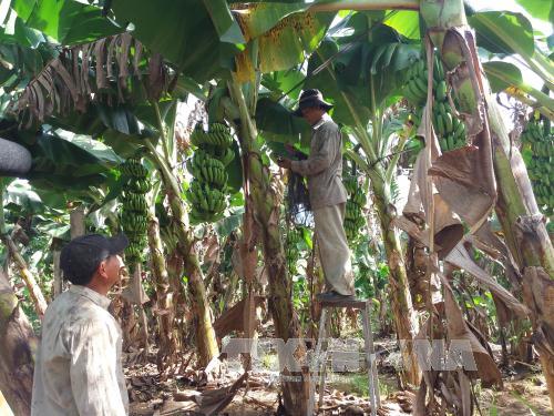 Hỗ trợ tiêu thụ sản phẩm cho người trồng chuối tại Bà Rịa-Vũng Tàu 